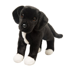 Twister Black Lab/Pit Bull Mix