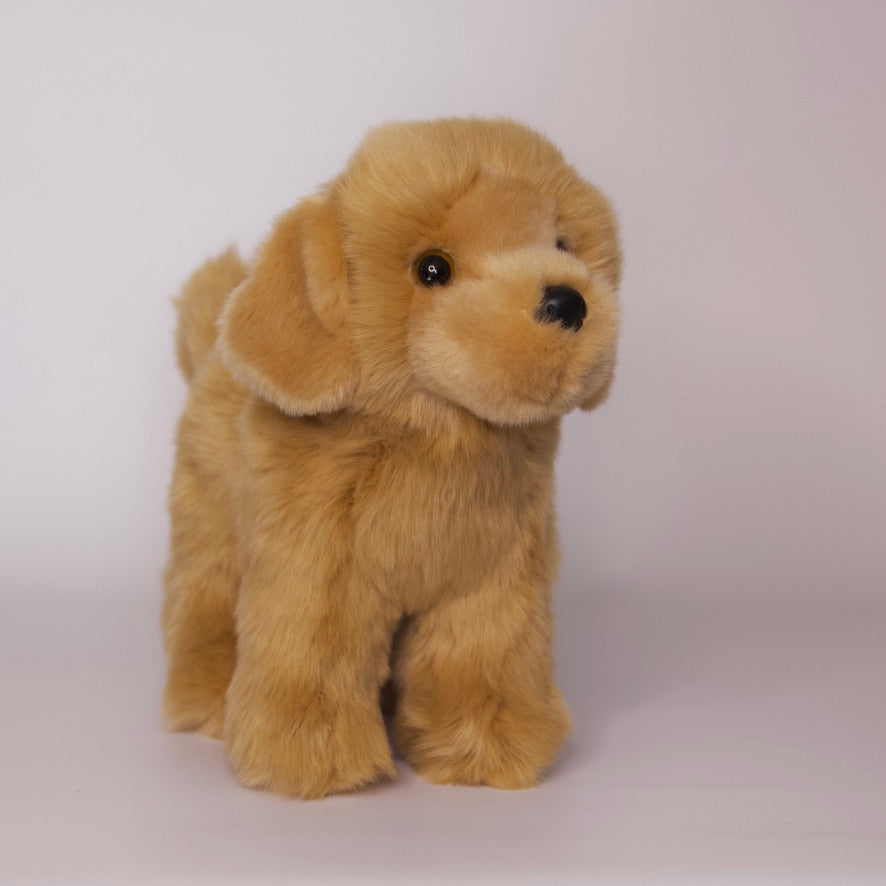 Chap Golden Retriever