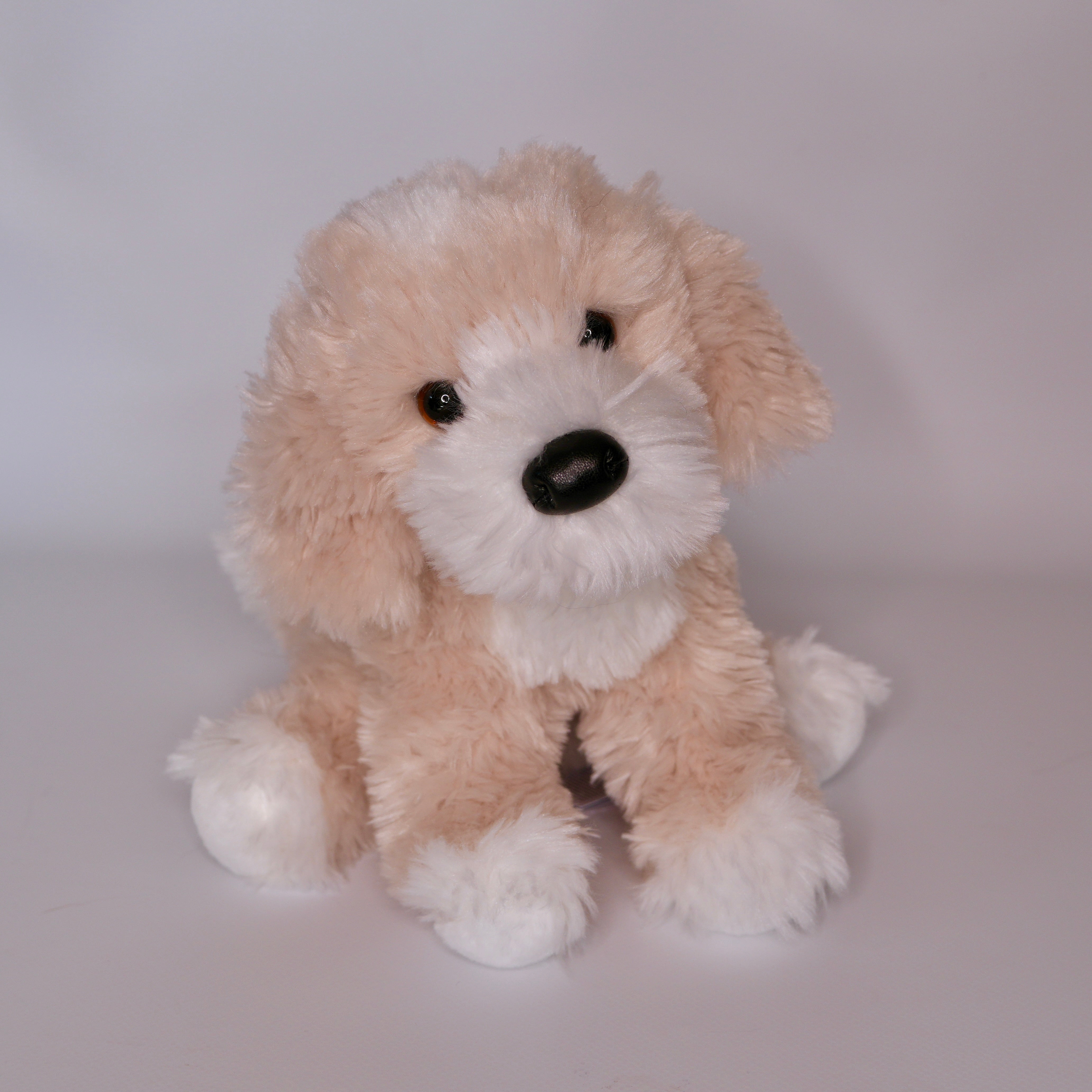 Darcy Goldendoodle