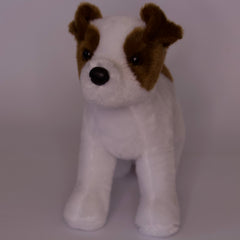 Feisty Jack Russel Terrier
