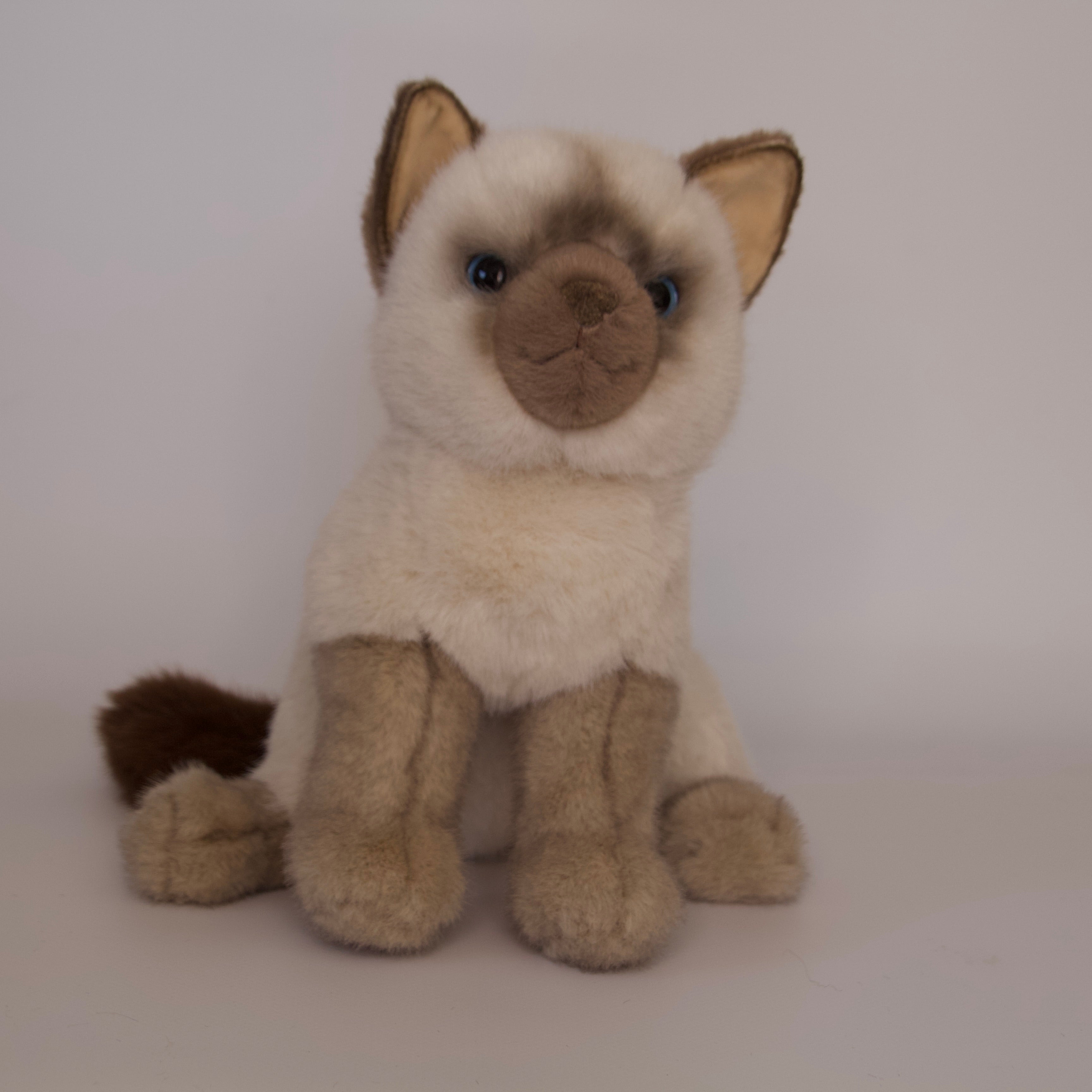 Fu Siamese Cat