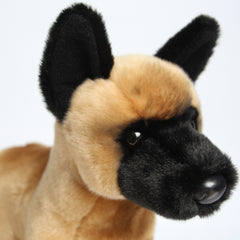 Klaus Belgian Malinois
